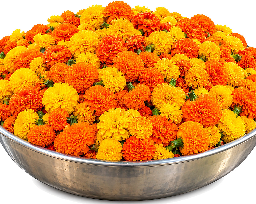Bulk Marigold Flowers - Yellow & Orange Mix | 7 kg Bulk Pack
