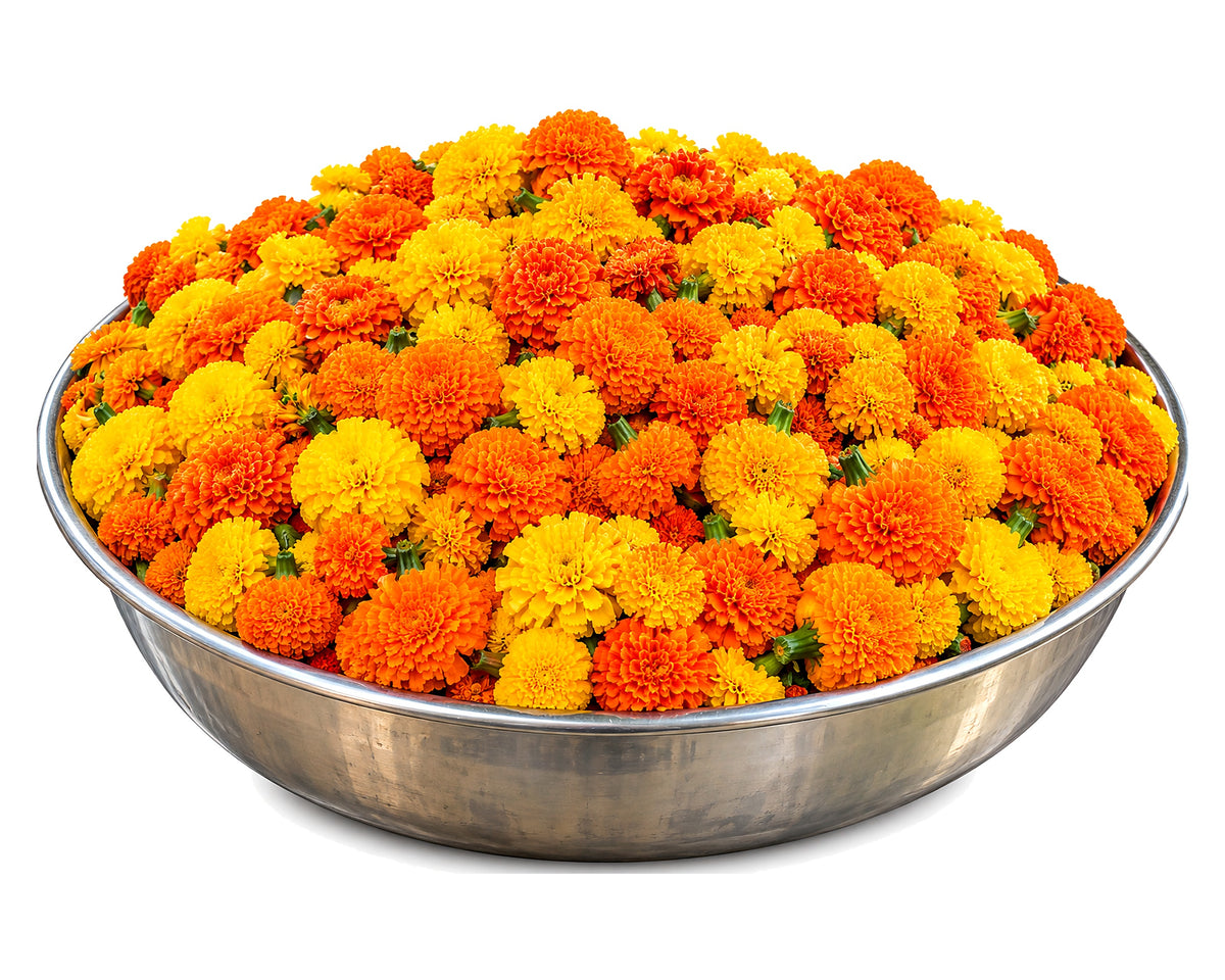 Bulk Marigold Flowers - Yellow & Orange Mix | 7 kg Bulk Pack