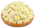 Bulk White Chrysanthemum Flowers - 5 kg Bulk Pack