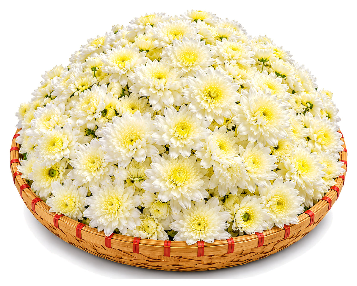 Bulk White Chrysanthemum Flowers - 5 kg Bulk Pack