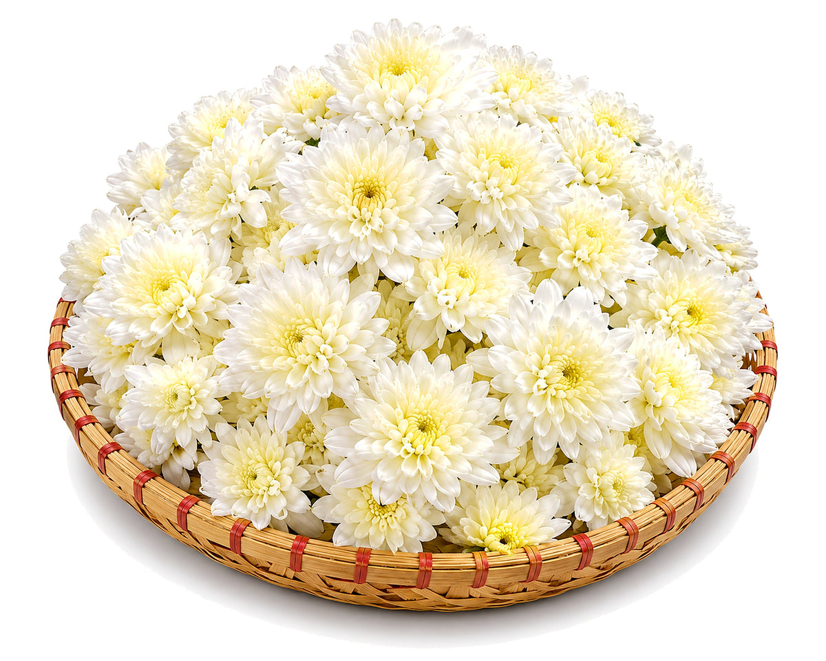 Bulk White Chrysanthemum Flowers - 3 kg Bulk Pack